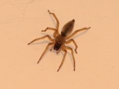 Clubiona reclusa