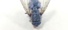 Oestroidea