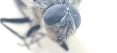 Oestroidea
