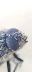 Oestroidea