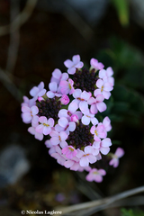 Aethionema saxatile creticum