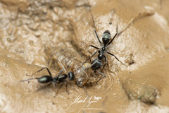 Iridomyrmex mayri