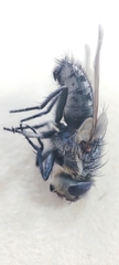 Oestroidea