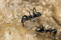 Iridomyrmex mayri