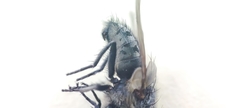 Oestroidea
