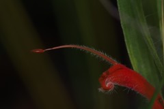Adenanthos barbiger