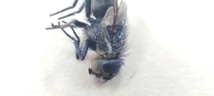 Oestroidea