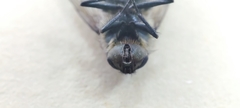 Oestroidea