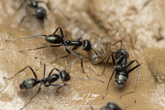 Iridomyrmex mayri