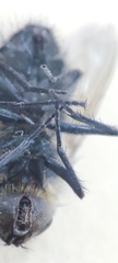 Oestroidea