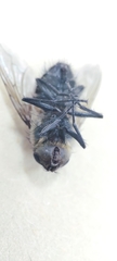 Oestroidea