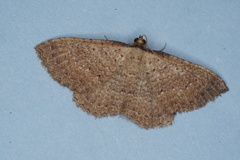 Chrysolarentia microcyma