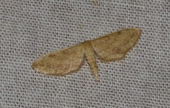 Scopula relictata