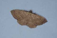 Chrysolarentia microcyma