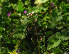 Capsella bursa-pastoris
