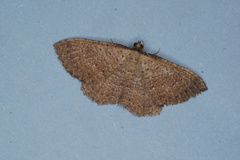 Chrysolarentia microcyma