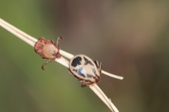 Rhipicephalus pulchellus