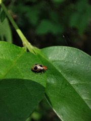 Paridea angulicollis