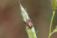 Rhipicephalus pulchellus