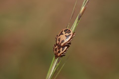 Rhipicephalus pulchellus