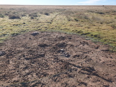 Aristida congesta congesta