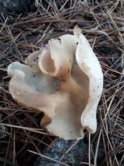Daleomyces petersii