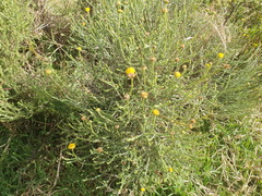 Pentzia globosa