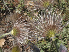 Pulsatilla rubra