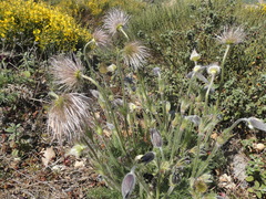 Pulsatilla rubra