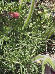 Pulsatilla rubra