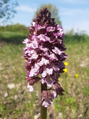 Orchis purpurea