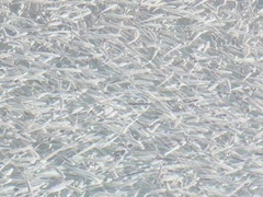 Gilchristella aestuaria