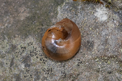 Mengoana jeschaui
