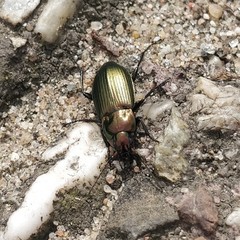 Poecilus versicolor