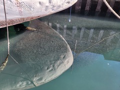 Gilchristella aestuaria