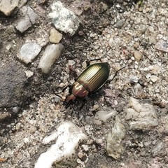 Poecilus versicolor