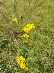 Senecio consanguineus