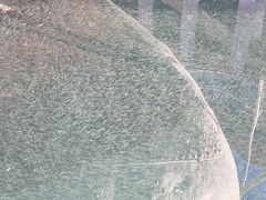 Gilchristella aestuaria