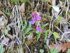 Lathyrus vernus