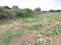 Senecio consanguineus