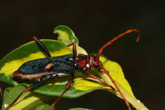 Compsomera elegantissima