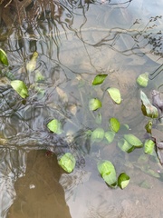 Eryngium integrifolium