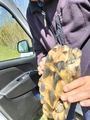 Testudo marginata