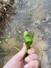 Eryngium integrifolium