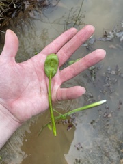 Eryngium integrifolium