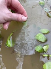 Eryngium integrifolium
