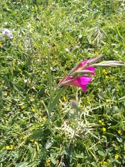 Gladiolus italicus