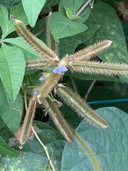 Calopogonium mucunoides