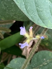 Calopogonium mucunoides