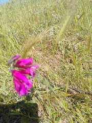 Gladiolus italicus